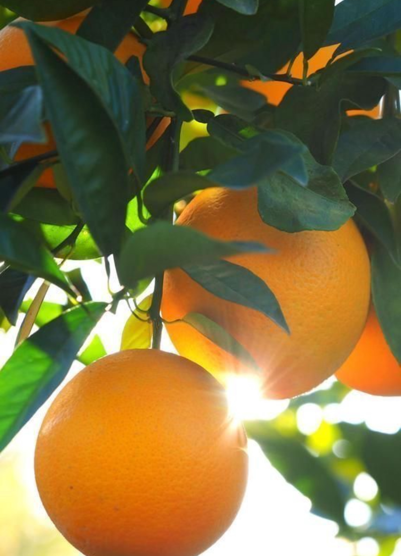 فروش پرتقال والنسیا