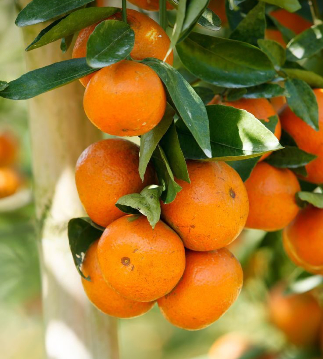 فروش نارنگی پیچ