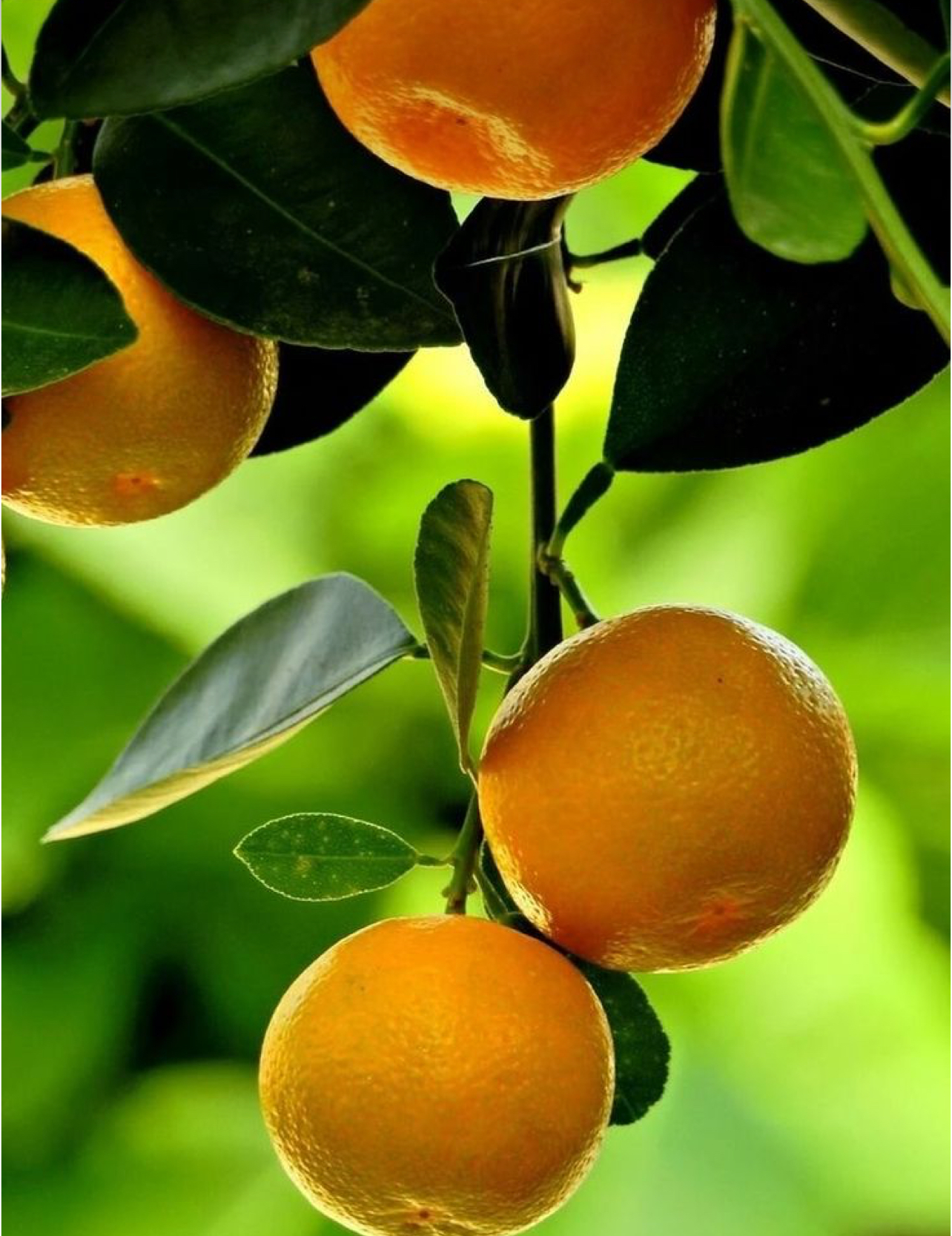 فروش نارنگی ژاپنی