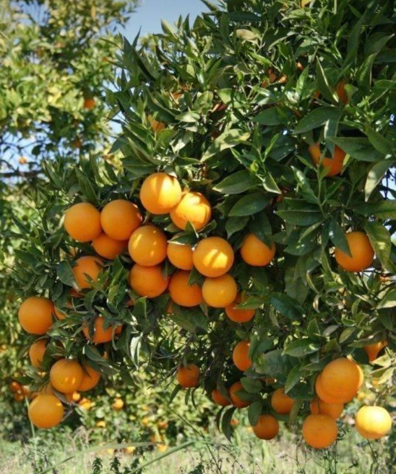 فروش پرتقال تامسون