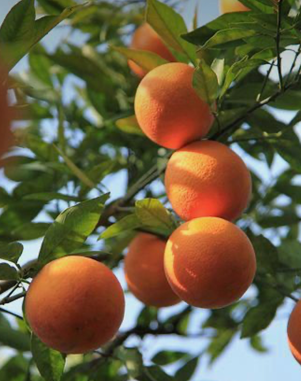 فروش پرتقال والنسیا