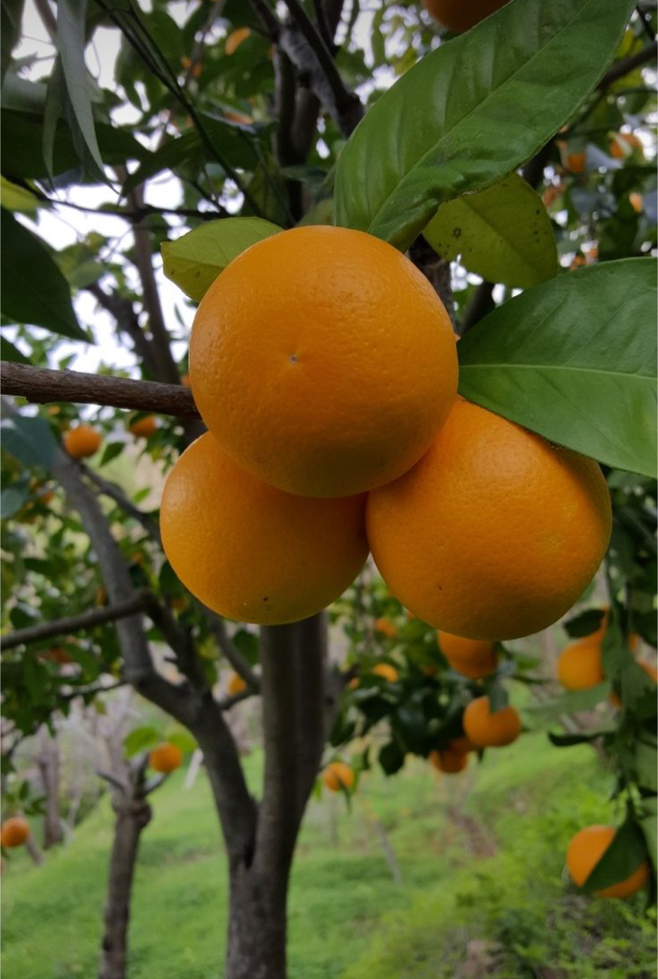 فروش پرتقال والنسیا