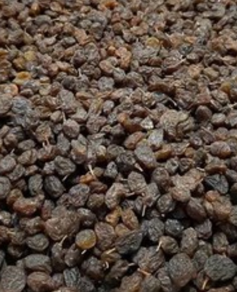 فروش کشمش آبگیری ملکان