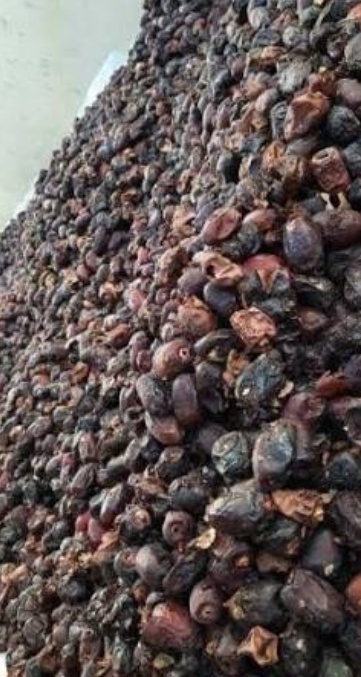 فروش خرما ضایعاتی