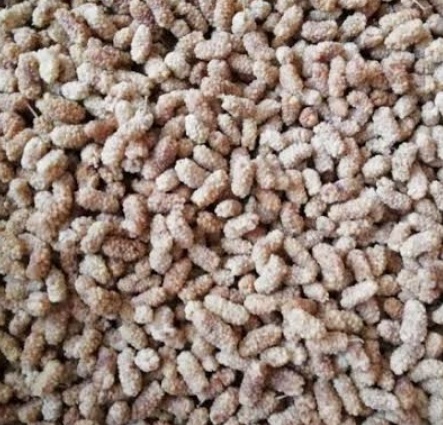 فروش توت خشک