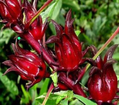 فروش چای ترش