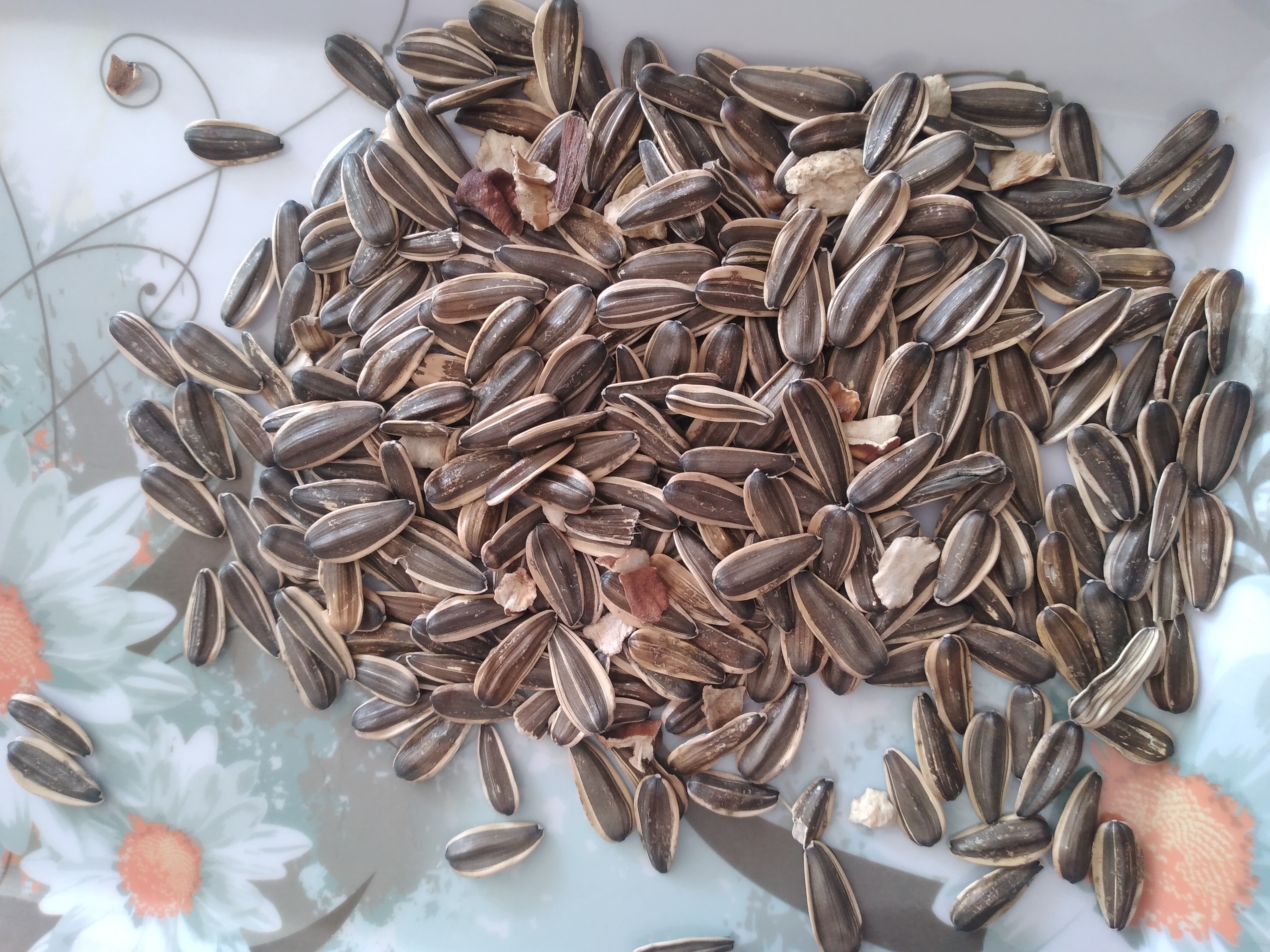 فروش تخمه آفتابگردان