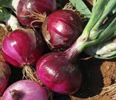 فروش پیاز قرمز