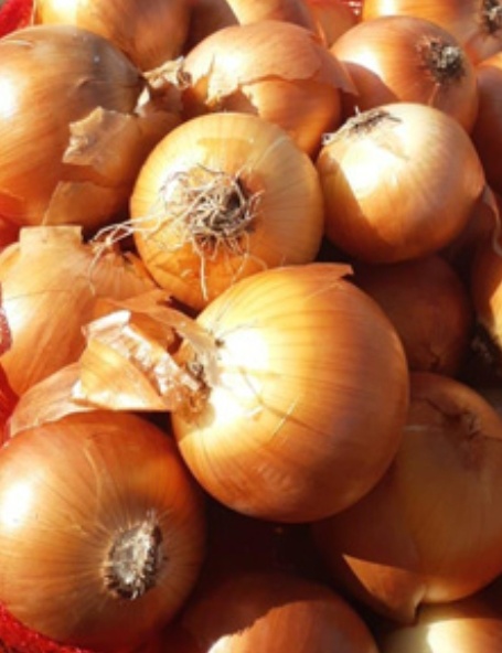 فروش پیاز زرد