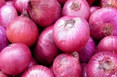فروش پیاز قرمز