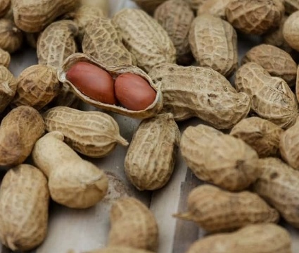 فروش بادام زمینی