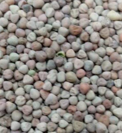 فروش گاودانه - کرسنه  - کوروشنه