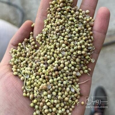 فروش تخم گشنیز (گیاه‌ دارویی)