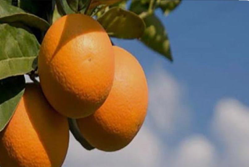 فروش پرتقال تامسون