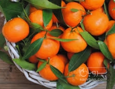 فروش نارنگی ژاپنی