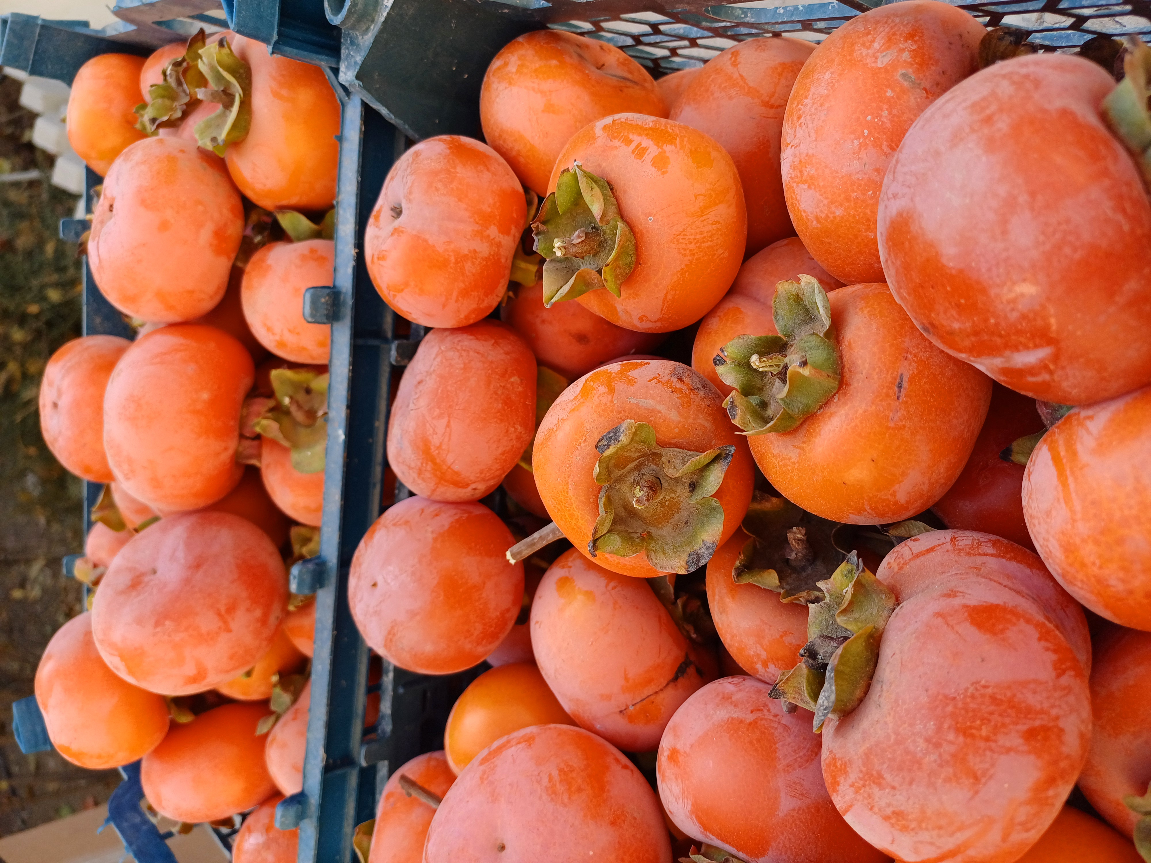 فروش خرمالو