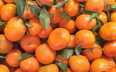فروش نارنگی