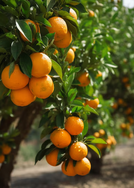 فروش پرتقال