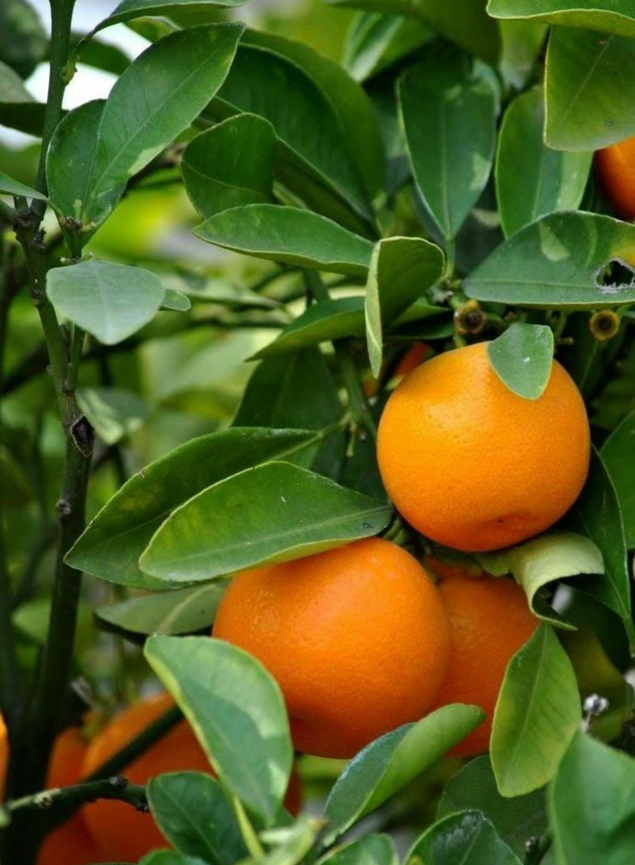 فروش نارنگی پیچ