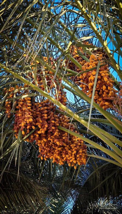 فروش خرما موسایی