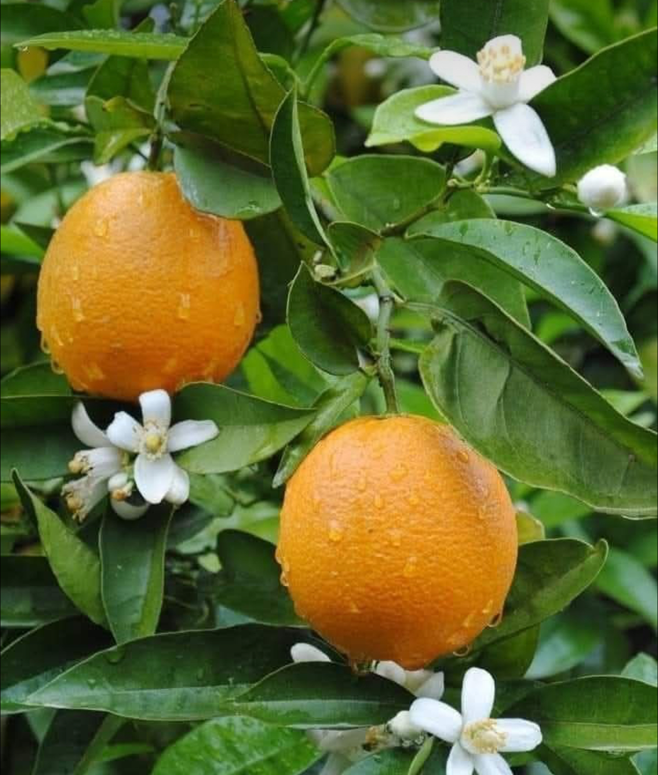 فروش پرتقال تامسون