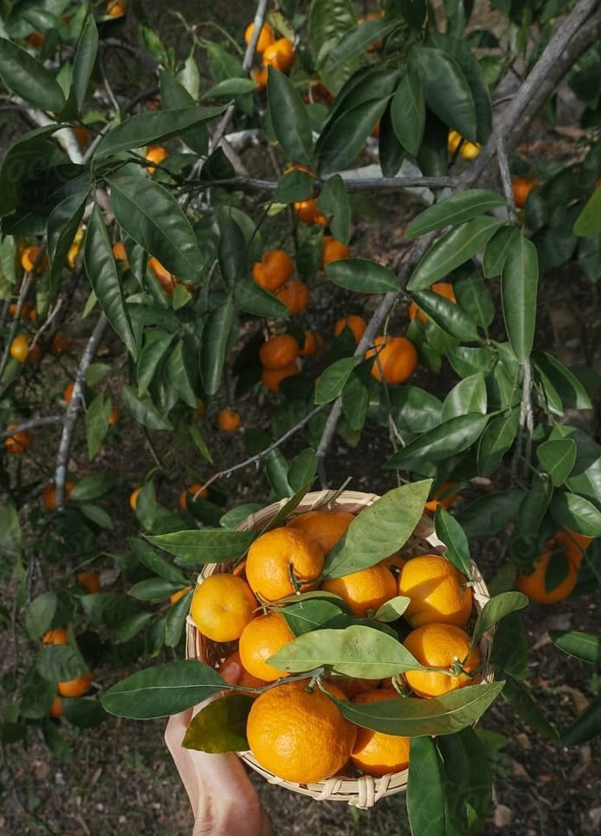 فروش نارنگی انشو