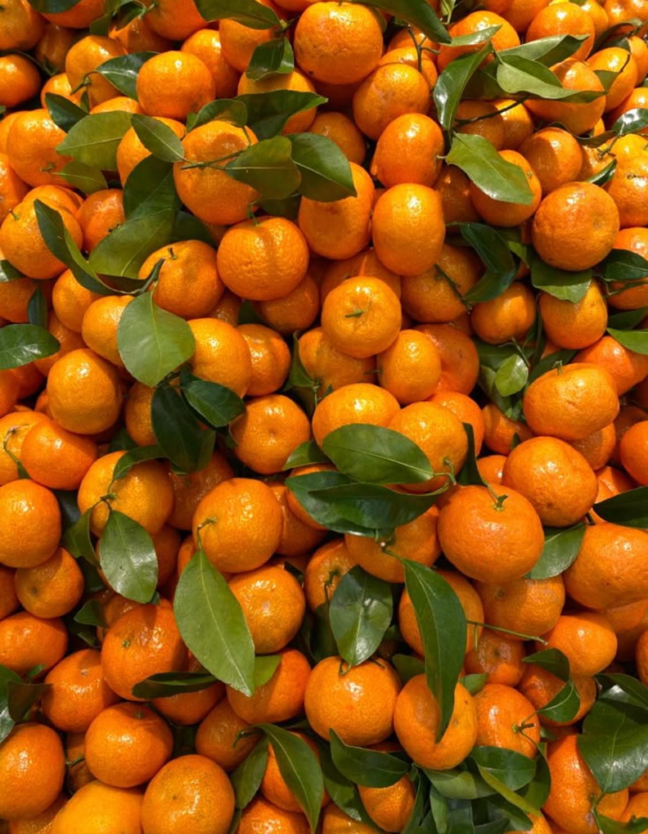 فروش نارنگی ژاپنی