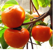 فروش خرمالو