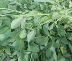 فروش شنبلیله