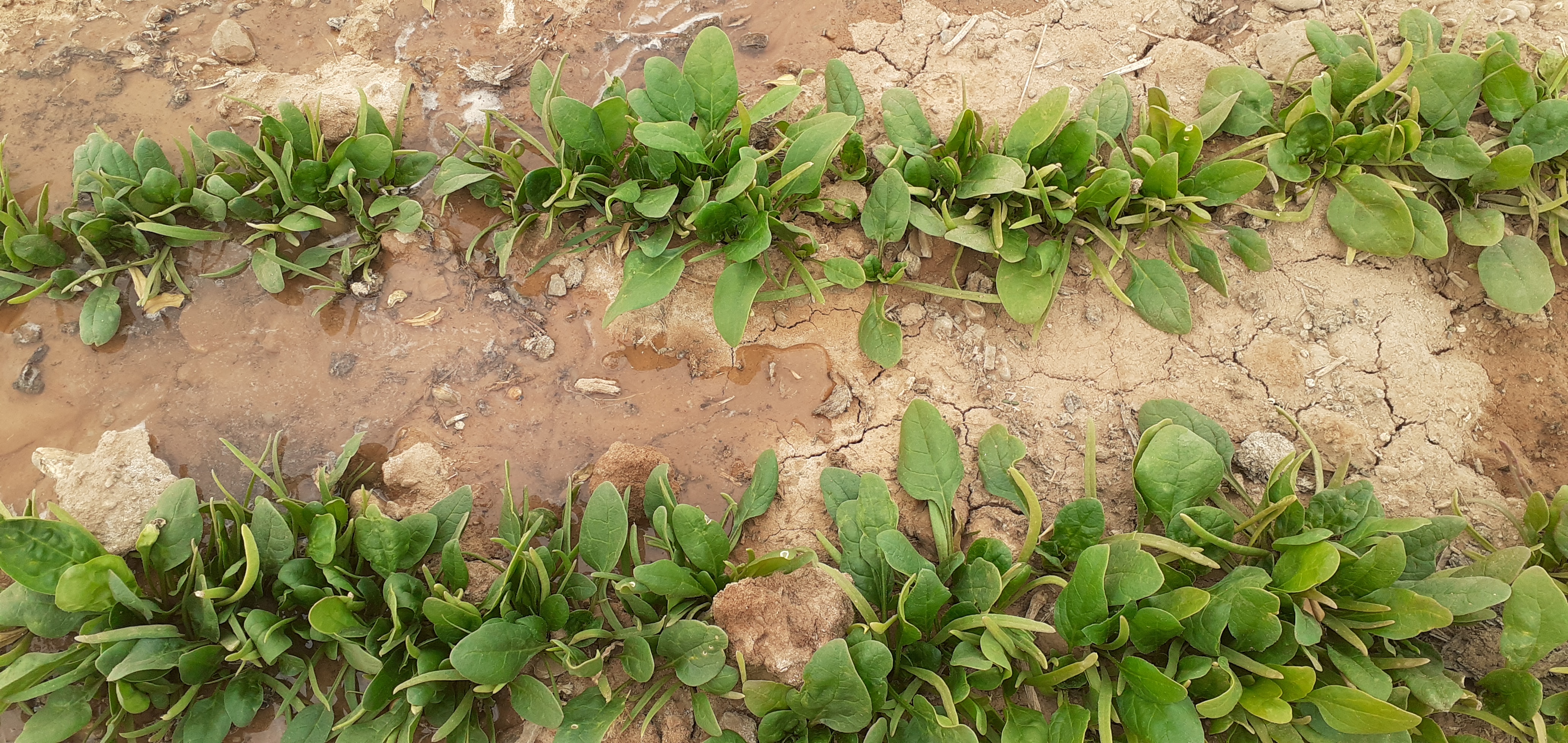 فروش اسفناج