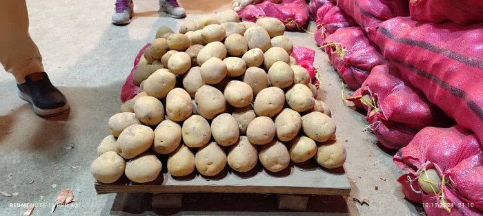 فروش سیب زمینی