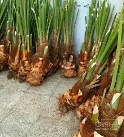 فروش نهال خرما خاصویی