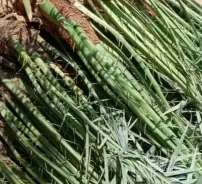 فروش نهال خرما مضافتی