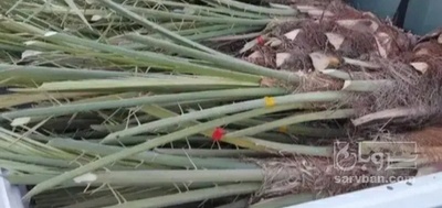 فروش نهال خرما پیارم