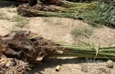 فروش نهال خرما زاهدی