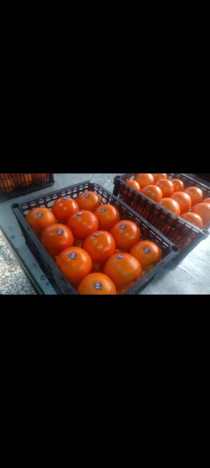 فروش پرتقال