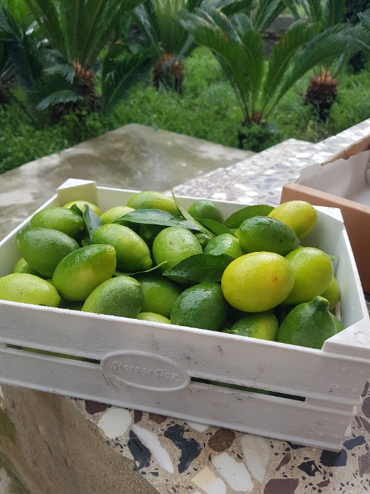 فروش لایمکوات