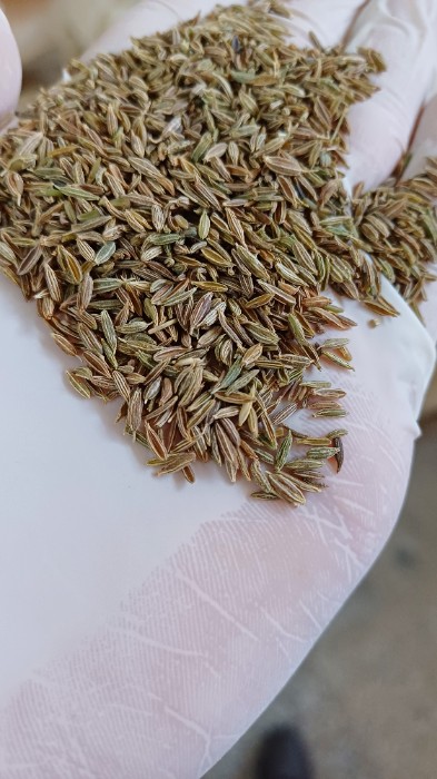 فروش زیره (گیاه‌ دارویی)