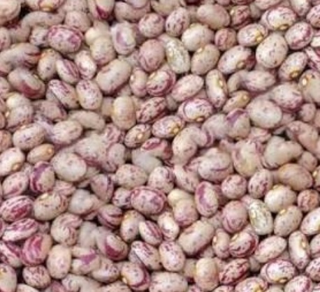 فروش لوبیا چیتی