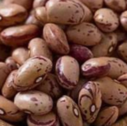 فروش لوبیا چیتی