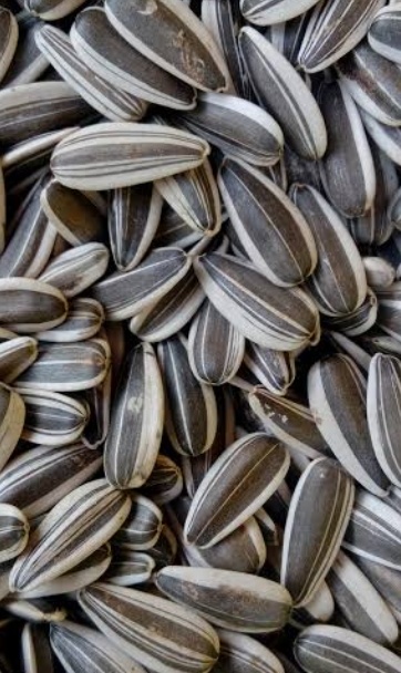 فروش تخمه آفتابگردان بود داده