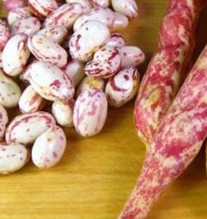 فروش لوبیا چیتی