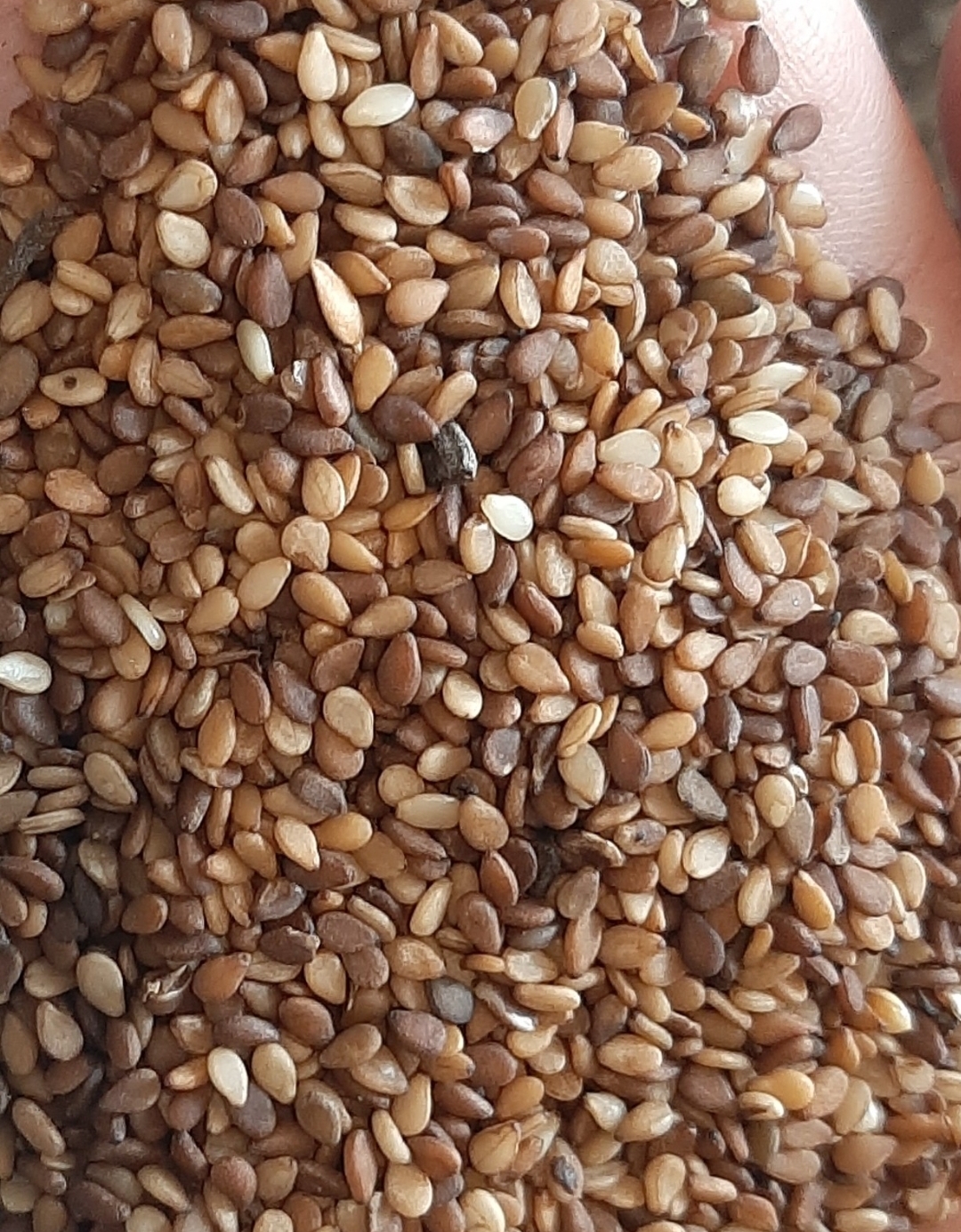 فروش کنجد دارویی (گیاه‌ دارویی)