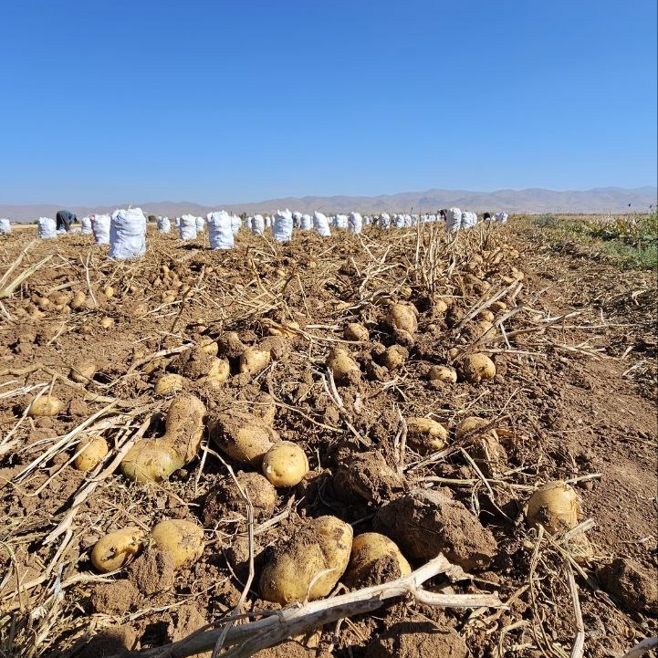 فروش سیب زمینی آگریا بذری