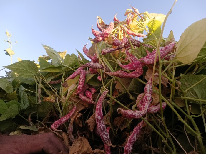 فروش لوبیا چیتی