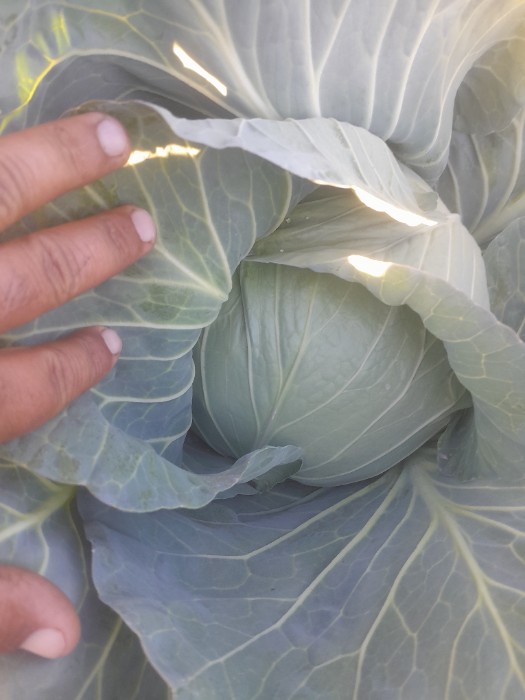 فروش کلم پیچ