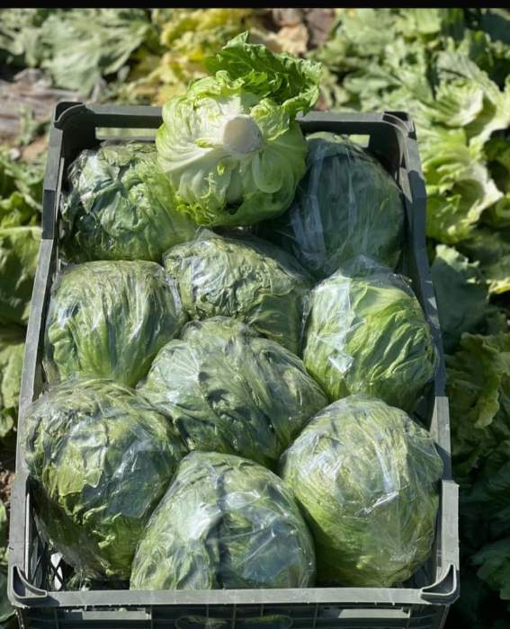 فروش کاهو ایسبرگ - آیسبرگ