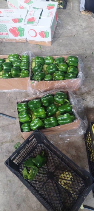 فروش فلفل دلمه ای