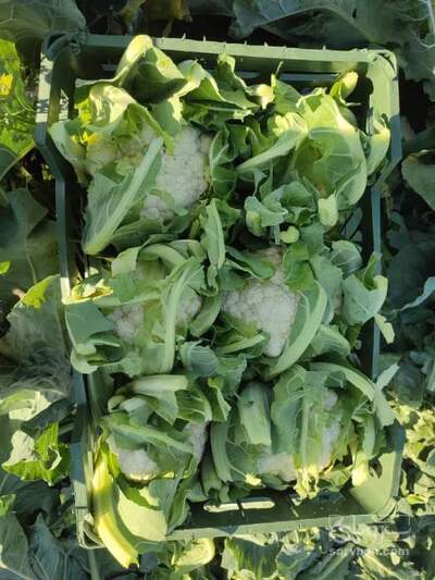 فروش گل کلم