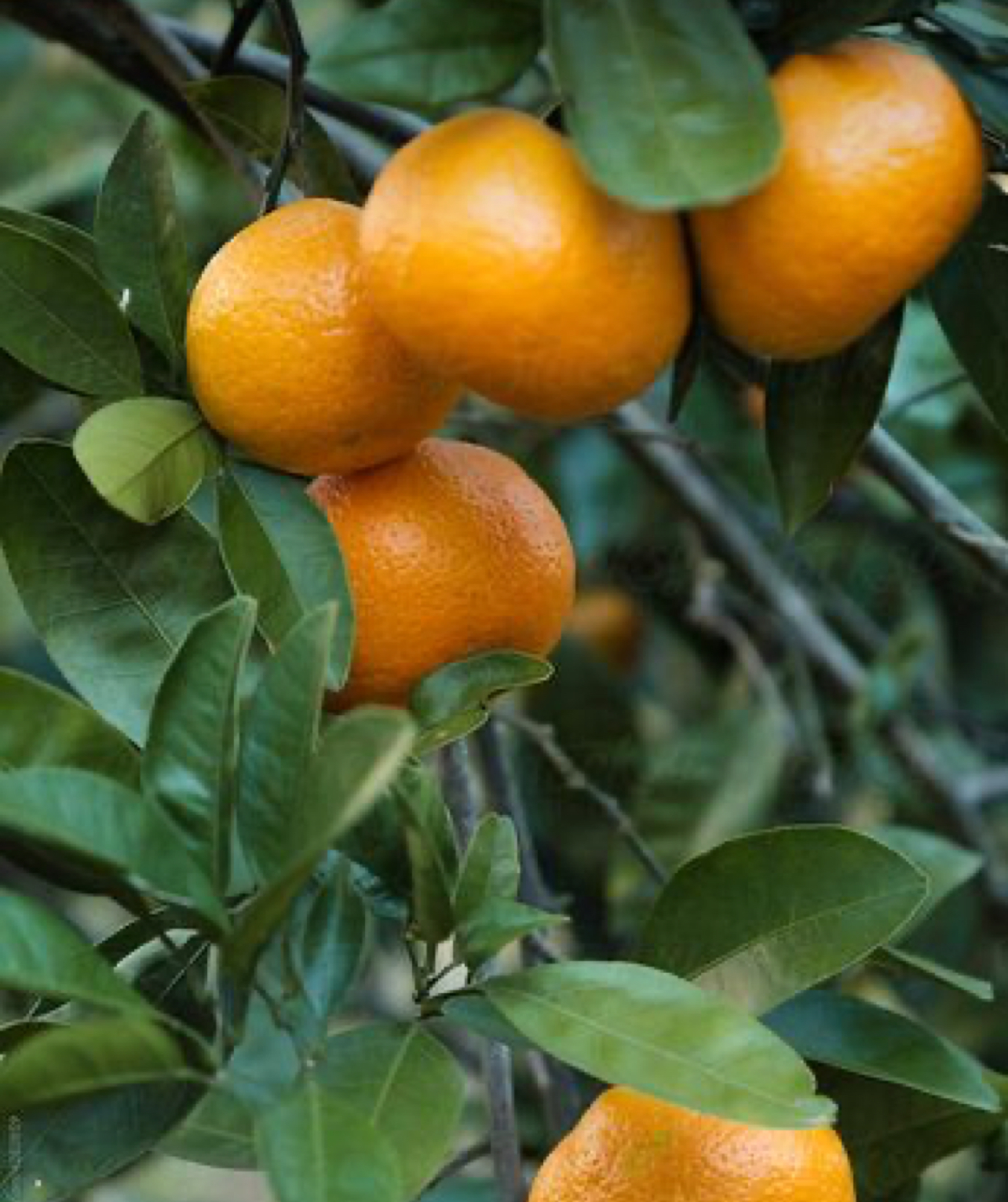 فروش نارنگی ژاپنی